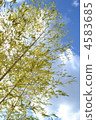 bamboo grass, botanic, botanical 4583685