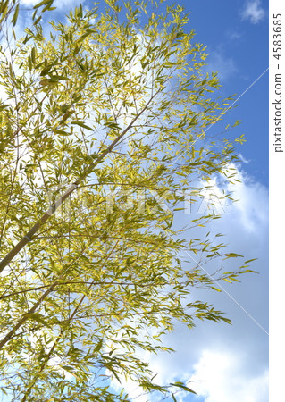 bamboo grass, botanic, botanical 4583685