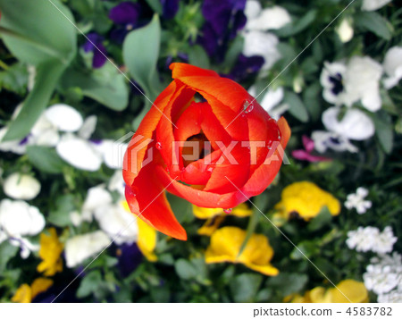 Tulip Tulip 4583782