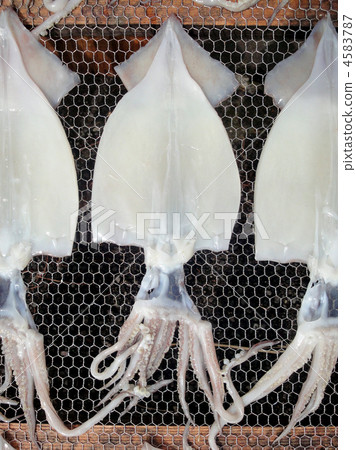 Overnight dried squid Overnight dried squid 4583787