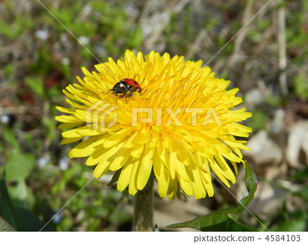 Dandelion and ladybird 4584103