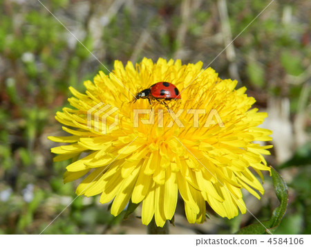 Dandelion and ladybird Dandelion and ladybird 4584106