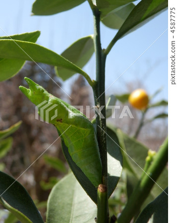 The pupa of the blackcurrant The pupa of the blackcurrant 4587775