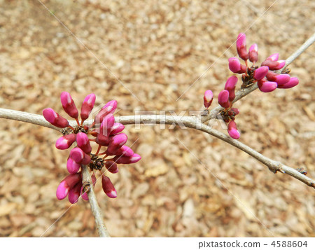 Hanazu Ow的芽 4588604