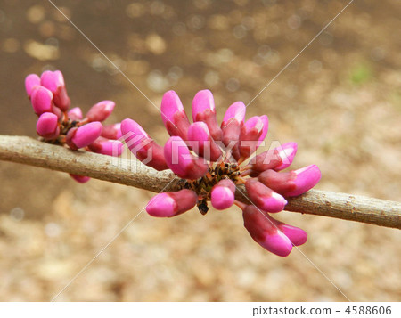 Hanazu Ow的芽 4588606