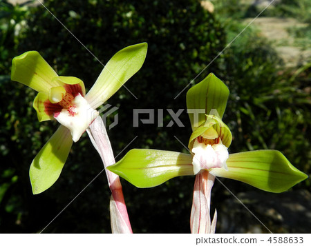 Shunlun (Chunlan) 4588633