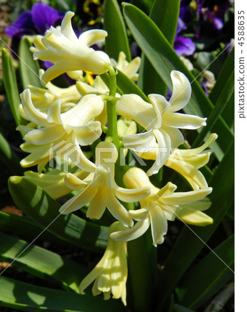 Hyacinth 4588635