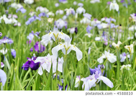 江戶鳶尾花 江戶鳶尾花 4588810