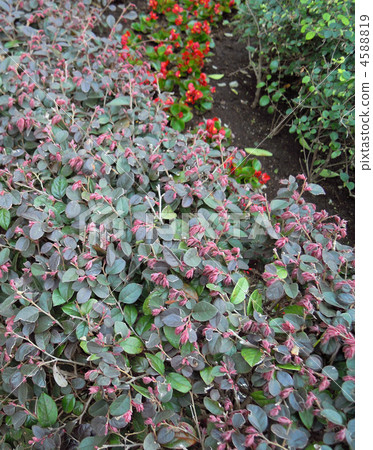 flower bed  4588819