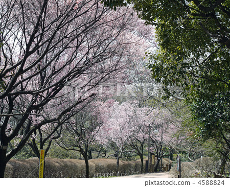 Cochiganzakura's tree-lined avenue Cochiganzakura's tree-lined avenue 4588824