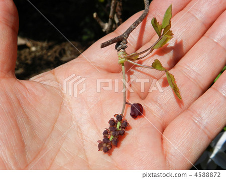 Mitsubaya Kebi 4588872