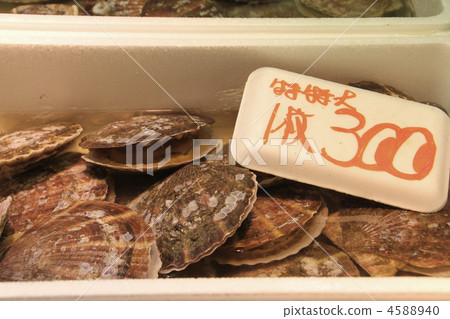 japanese scallop, patinopecten yessoensis, giant ezo scallop 4588940