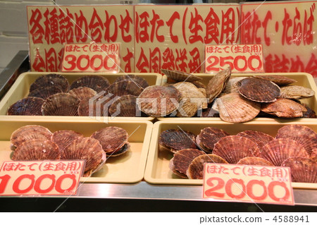 japanese scallop, patinopecten yessoensis, giant ezo scallop 4588941