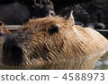 水豚 陸生動物 動物 4588973