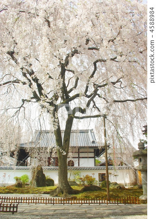 Branded cherry garden 4588984