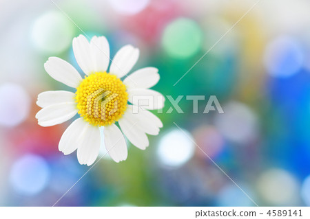 White flowers Colorful back 4589141