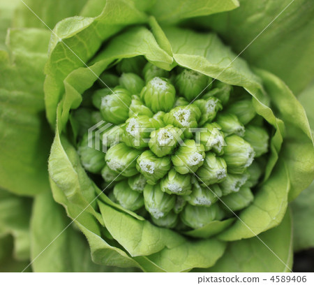 fuki-no-tou, fuki stalk, botanic 4589406