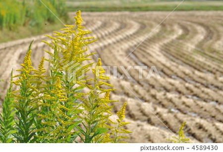 Rice field after rice harvesting and Seita Kawadasshi sou 4589430