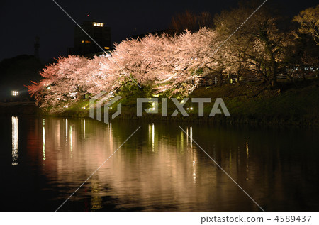 Cherry blossoms of Maizuru Park at evening 4589437