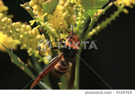 Hornets lunch 4589769