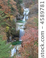 小城川谷 楓樹 紅楓 4589781