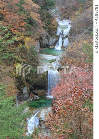 小城川谷 楓樹 紅楓 4589781