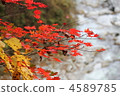 楓樹 紅楓 楓葉 4589785