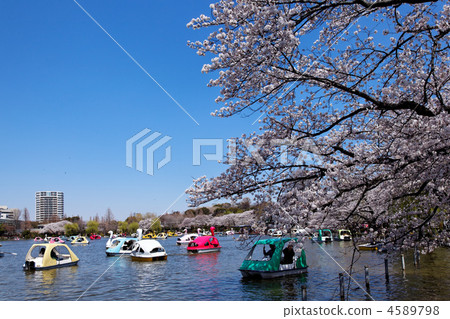 櫻花盛開的Shinobazu池塘和櫻花觀賞船玩 櫻花盛開的Shinobazu池塘和櫻花觀賞船玩 4589798