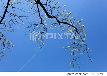 藍色鬱金香年輕葉子在街道樹的沿故宮和藍天的Hanzo護城河 4589799