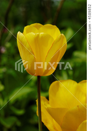 黃色鬱金香花在都市農業公園 4589852
