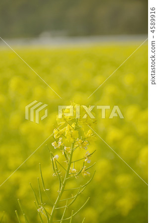 Rape blossoms Rape blossoms 4589916