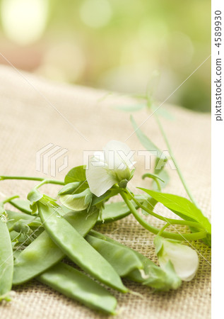 Sayaron Sayaron 4589930