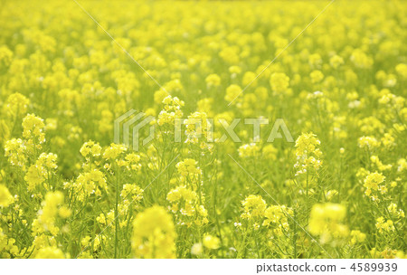 強姦開花 強姦開花 4589939