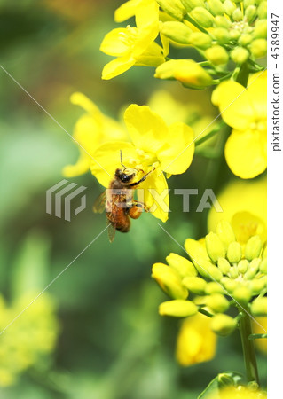 在油菜籽的蜂 4589947