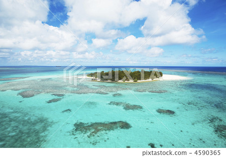 coral, blue water, marine 4590365