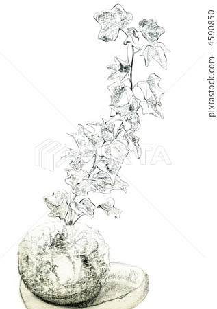 常春藤 常春藤 4590850