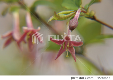 特寫 戶外 紅色 4590855