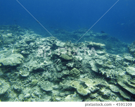 coral, bleaching, in the sea 4591109