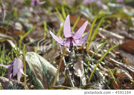 dogtooth, botanic, botanical 4591184