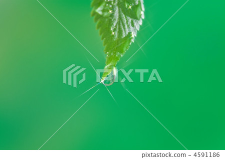 Fresh green and water drops 4591186