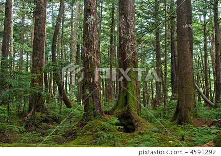 Primitive forest of the Yachiho Highlands Nature Park 4591292