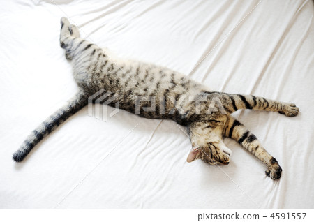 cat, pussy, sideways 4591557