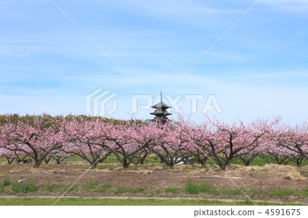 國分寺在春天 國分寺在春天 4591675