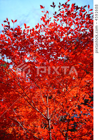 Autumn leaves Salatha Doudan 4591688