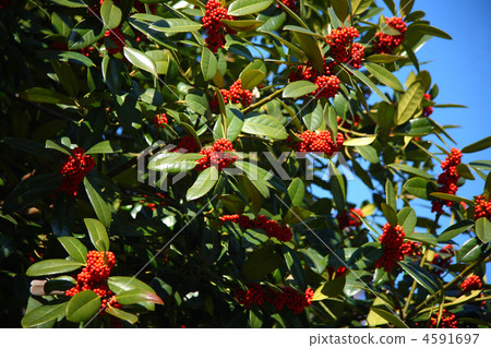 Fruit of Tara yow 4591697