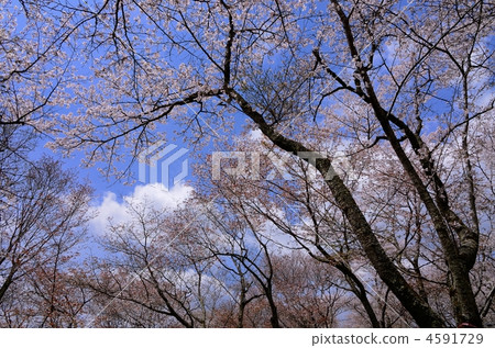isobe sakura park, sakuragawa, broadleaf tree 4591729