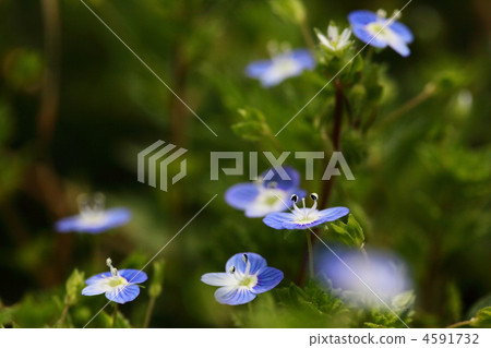 婆婆納 花朵 花 4591732