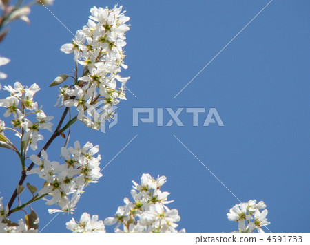 六月漿果花 4591733