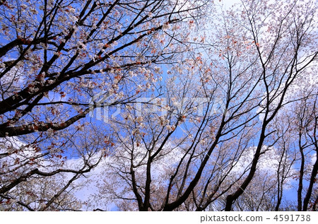 wild cherry tree, wild cherry blossom, cherry blossom 4591738