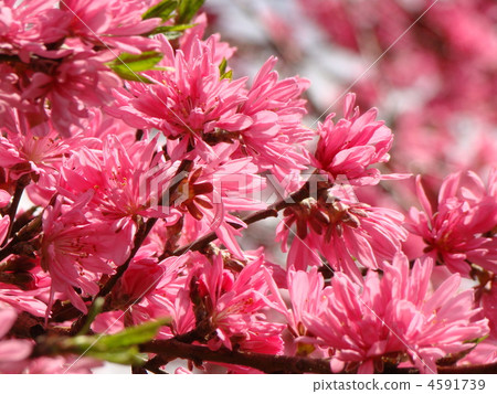 Kikumomo Kikumomo 4591739